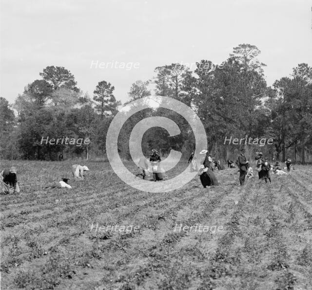 Picking strawberries, Charleston, S.C., c.between 1910 and 1920. Creator: Unknown.