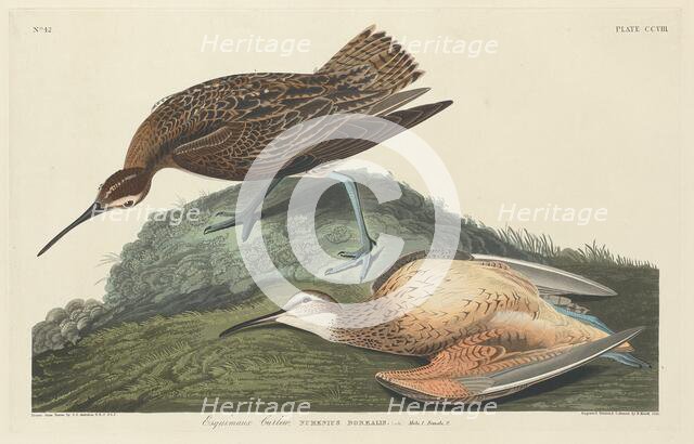 Esquimaux Curlew, 1834. Creator: Robert Havell.