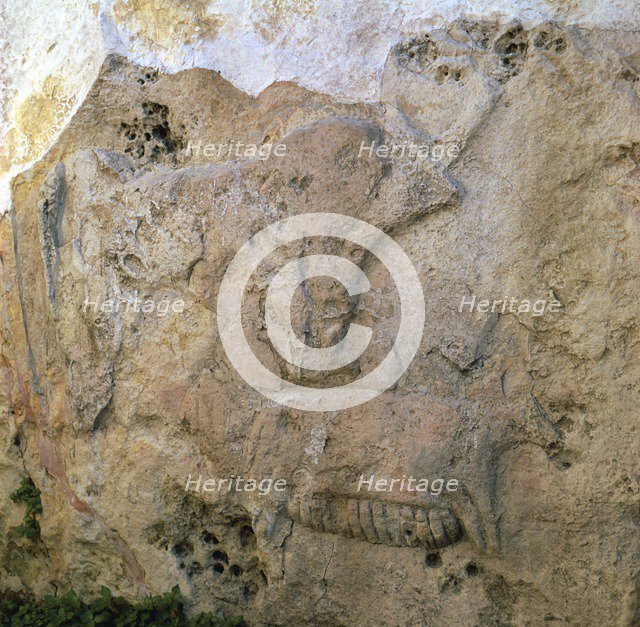 Sow-and-piglets relief from Malta. Artist: Unknown