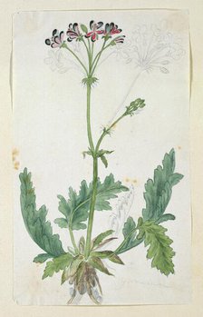 Pelargonium pulchellum Sims (Nonesuch pelargonium), 1777-1786. Creator: Robert Jacob Gordon.