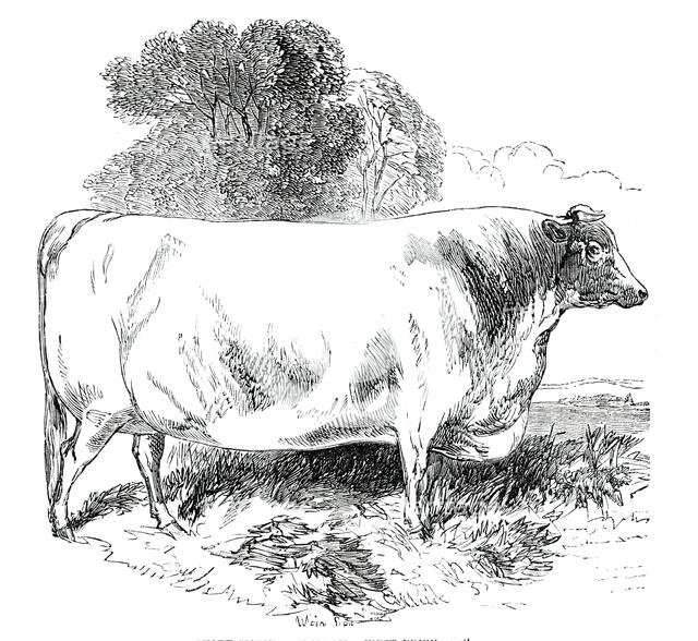 Prize Cattle at the Royal Agricultural Society's Show, at Exeter - Short-Horns - Class IV. - First P Creator: Harrison Weir.