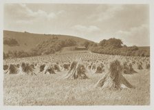 [Wheat]. From the album: Photograph album - England, 1920s. Creator: Harry Moult.