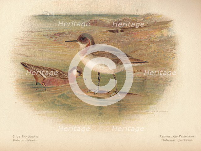 'Grey Phalarope (Phalaropus fulicarius), Red-Necker Phalarope (Phalaropus hyperboreus)', 1900, (1900 Artist: Charles Whymper.