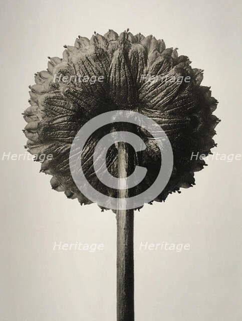 Cotula coronopifolia. From: Urformen der Kunst (Art Forms in Nature), 1932. Creator: Blossfeldt, Karl (1865-1932).