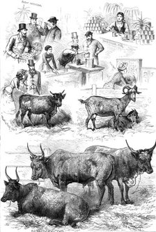 Sketches at the Dairy Show, 1881. Creator: Unknown.