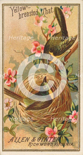Yellow-breasted Chat, from the Birds of America series (N4) for Allen & Ginter Cigarettes ..., 1888. Creator: Allen & Ginter.