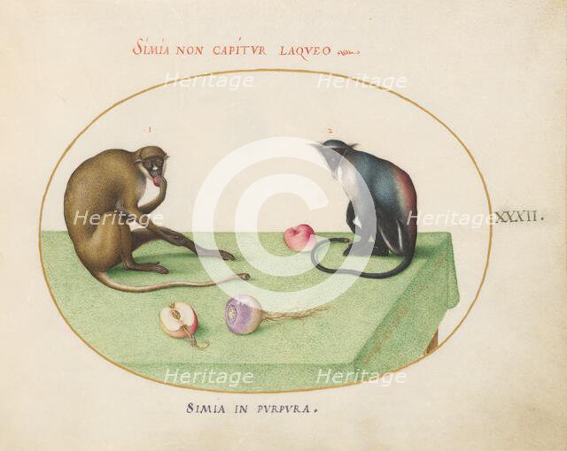 Animalia Qvadrvpedia et Reptilia (Terra): Plate XXXII, c. 1575/1580. Creator: Joris Hoefnagel.