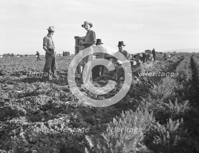 Large-scale agricultural gang labor, Mexicans and..., near Meloland, Imperial Valley, 1939 Creator: Dorothea Lange.