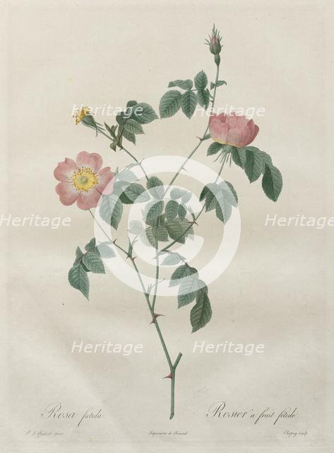 Les Roses: Rosa indica, 1817-1824. Creator: Henry Joseph Redouté (French, 1766-1853).