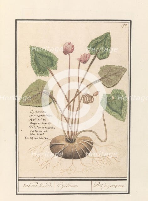 Cyclamen, 1596-1610.  Creators: Anselmus de Boodt, Elias Verhulst.