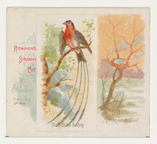 Shaft-tailed Bunting, from the Song Birds of the World series (N42) for Allen & Ginter Cig..., 1890. Creator: Allen & Ginter.