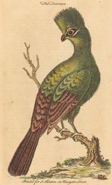 The Turaco Bird. Creator: Unknown.