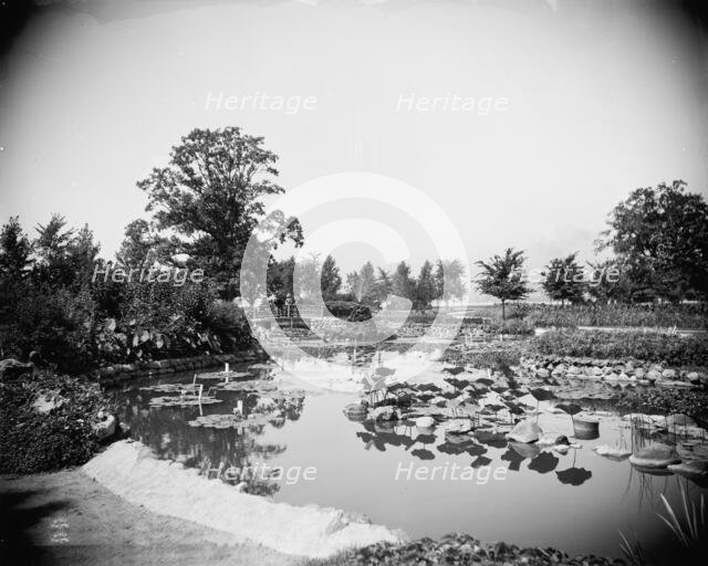 Lily Pond, Belle Isle Park, Detroit, between 1900 and 1906. Creator: Unknown.