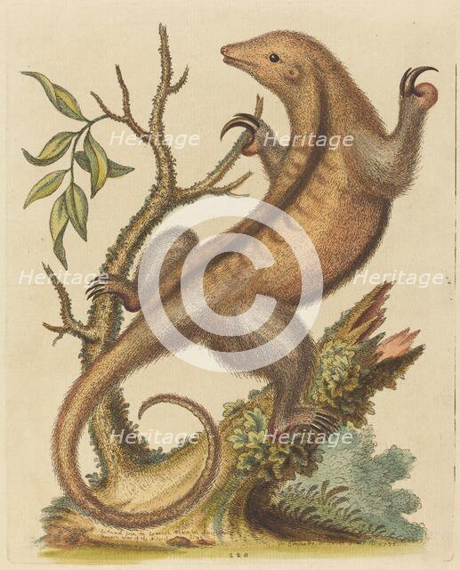 Pygmy Anteater, 1755. Creator: George Edwards.