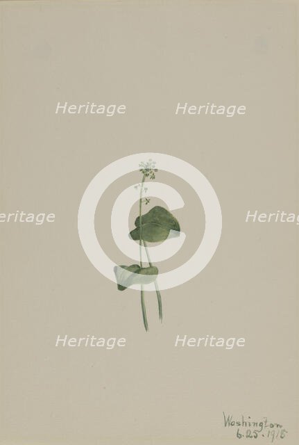 Green Adder's Mouth (Malaxis unifolia), 1918. Creator: Mary Vaux Walcott.