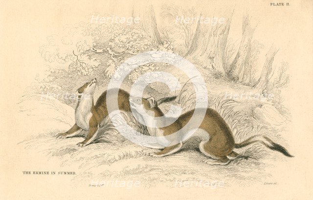 Stoat (Mustela erminea), member of the weasel family, 1828. Artist: Unknown