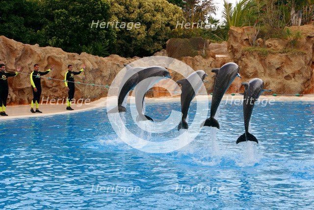 Dolphin show, Loro Parque, Tenerife, Canary Islands, 2007.