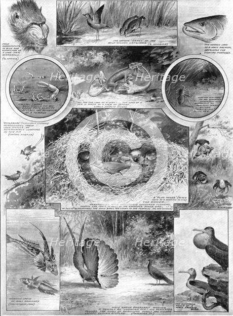 Comedies of courtship: illustrating an aspect of Darwin's work, 1909. Creator: Robinson.