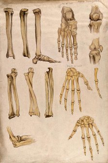 Bones of the arm, leg, hand, foot and knee: thirteen figures, 1880. Creator: Adele Mongredien.