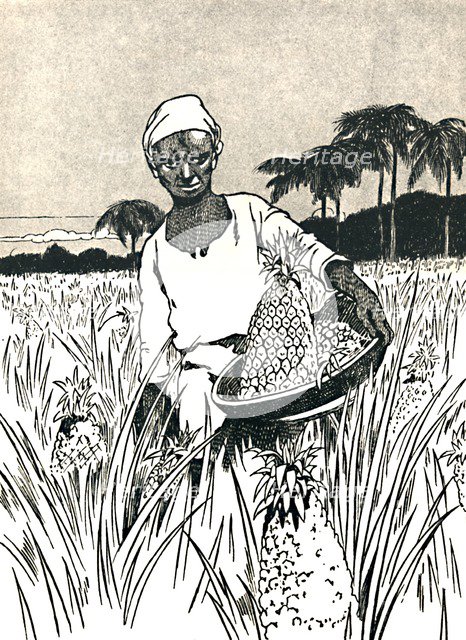 'Gathering Pineapples', 1912. Artist: Charles Robinson.
