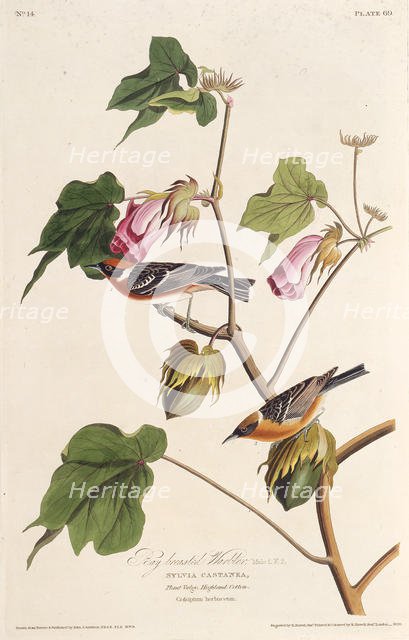 The bay-breasted warbler. From "The Birds of America", 1827-1838. Creator: Audubon, John James (1785-1851).