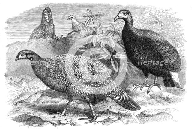New arrivals at the Zoological Society's Gardens: Pheasants, 1870. Creator: Unknown.