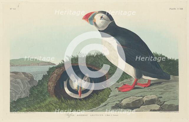 Puffin, 1834. Creator: Robert Havell.