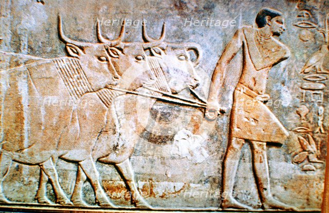 Man leading cattle, wall relief from the Tomb of Ptahhotep, Saqqara, Egypt, 24th century BC. Artist: Unknown