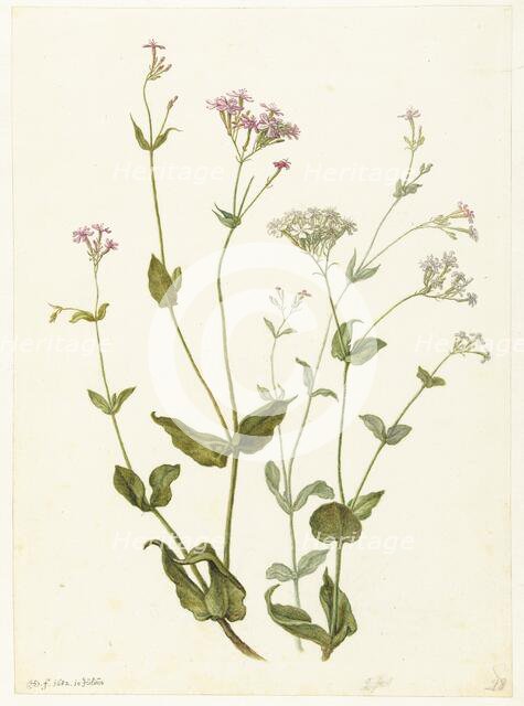 Bladder Senna and Sticky Catchfly, 1682. Creator: Herman Saftleven the Younger.