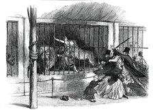 Death of the "Lion Queen", in Wombwell's Menagerie, at Chatham, 1850. Creator: Unknown.