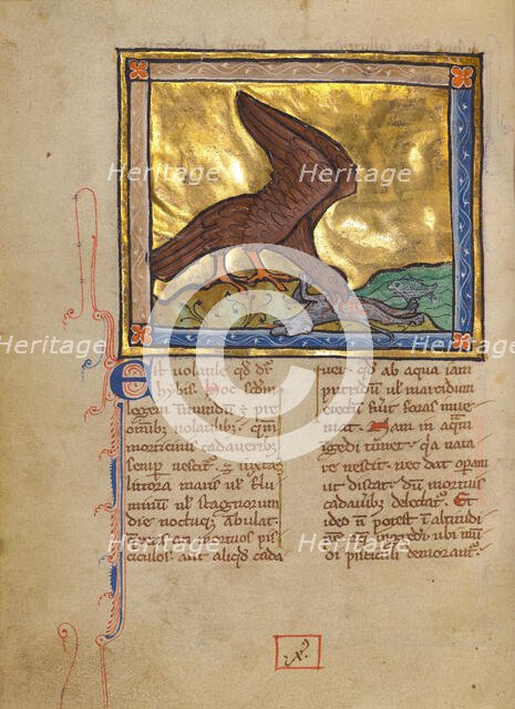 An Ibis Eating a Dead Lamb; Bestiary, about 1270. Creator: Unknown.