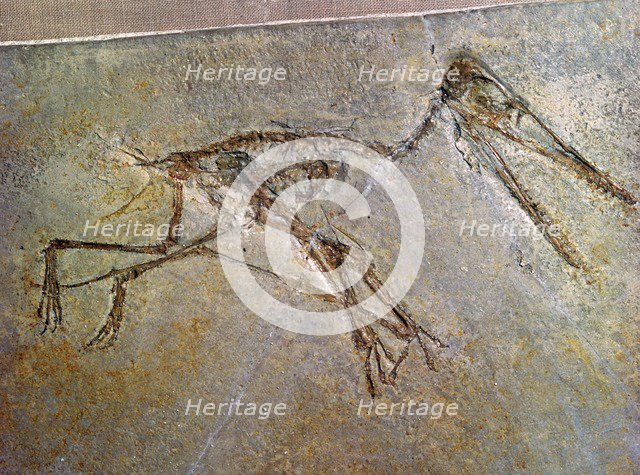 Fossil skeleton of a Pterodactyl, from the British Museum's collection. Artist: Unknown