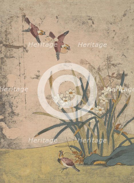 Birds and Narcissus. Creator: Suzuki Harunobu.
