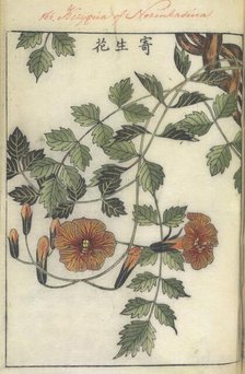 Trumpet flower, 1750-1765.   Creator: Shimada Mitsufusa.