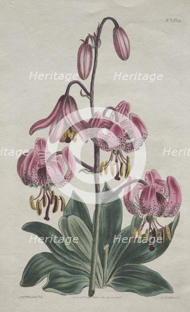 The Botanical Magazine or Flower Garden Displayed... Turk's Cap Lily, 1814. Creator: S. Curtis (British).