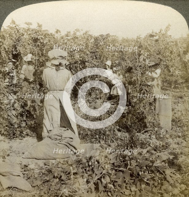 Hop picking, Eugene, Oregon, USA.Artist: Underwood & Underwood