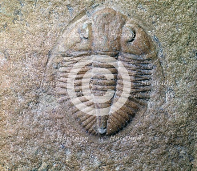 Fossil trilobite. Artist: Unknown