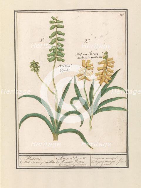 Grape Hyacinth (Muscari), 1596-1610. Creators: Anselmus de Boodt, Elias Verhulst.