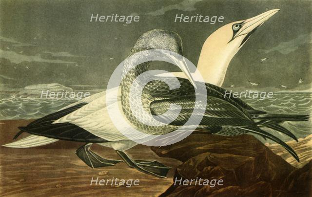 'Gannets', 1836, (1942).  Creator: John James Audubon.