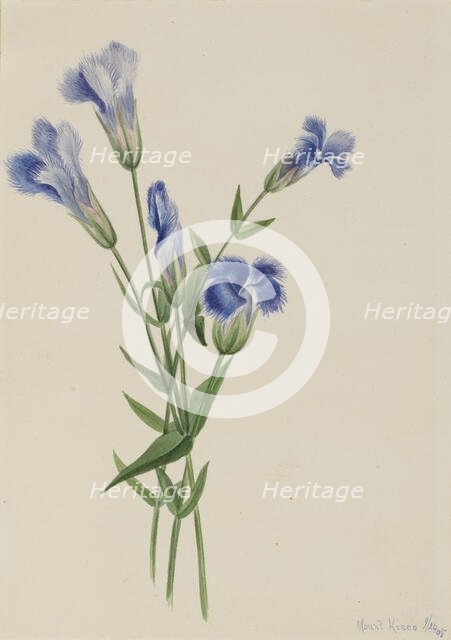 Fringed Gentian (Gentiana crinita), 1905. Creator: Mary Vaux Walcott.
