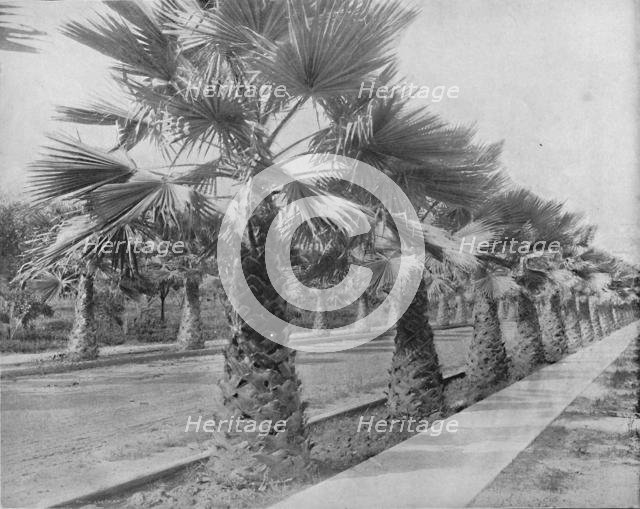 'A Palm Avenue in Los Angeles, Cal.', c1897. Creator: Unknown.