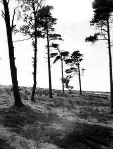 Hipswell Moor, North Riding, Yorkshire, c1955.  Creator: Arthur Charles Kirby Ware.