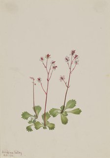 Redstem Saxifrage (Saxifraga lyallii), 1916. Creator: Mary Vaux Walcott.