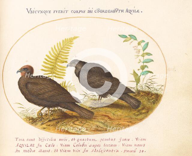 Animalia Volatilia et Amphibia (Aier): Plate III, c. 1575/1580. Creator: Joris Hoefnagel.