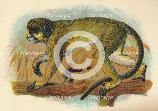 'The Talapoin', 1897. Artist: Henry Ogg Forbes.