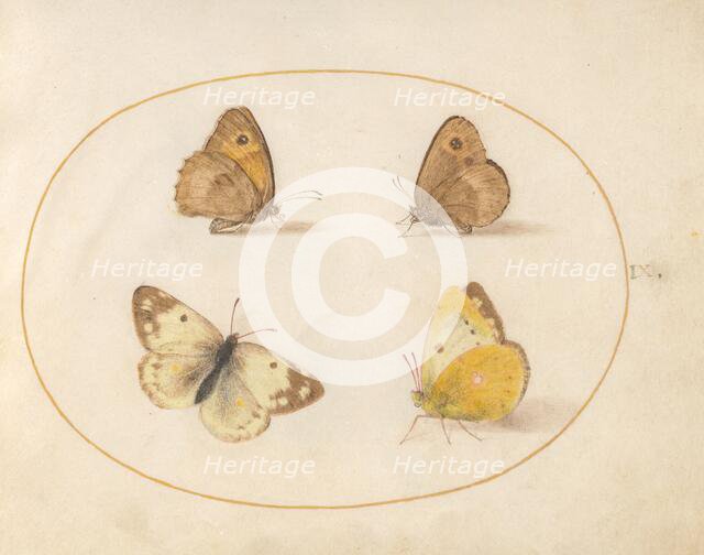Plate 9: Four Butterflies, c. 1575/1580. Creator: Joris Hoefnagel.