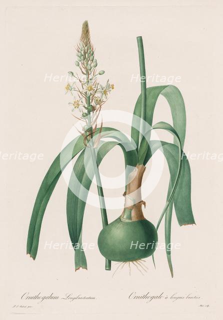 Les Liliacées: Ornithogalum longibracteatum, 1802-1816. Creator: Henry Joseph Redouté (French, 1766-1853).