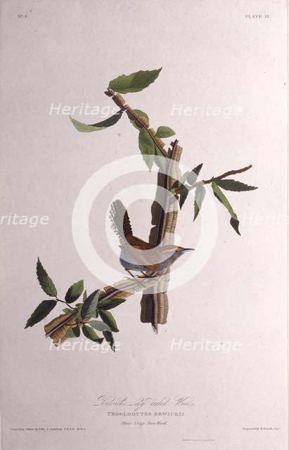 The Bewick's wren. From "The Birds of America", 1827-1838. Creator: Audubon, John James (1785-1851).