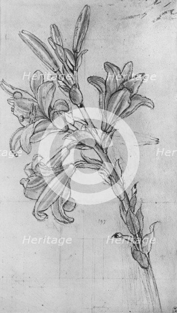 'A Lily', c1480 (1945). Artist: Leonardo da Vinci.