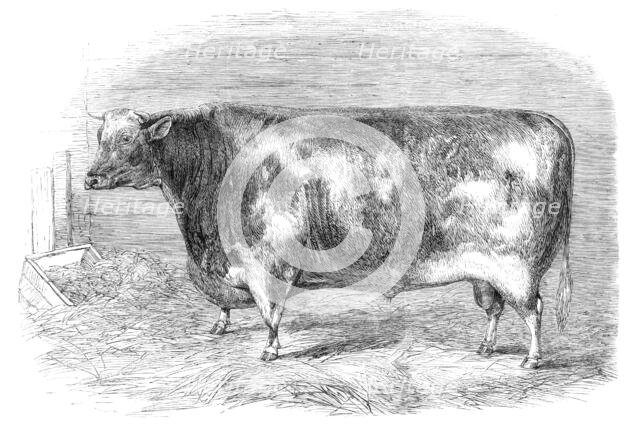 The First-Prize Shorthorn Bull, 1864. Creator: Unknown.